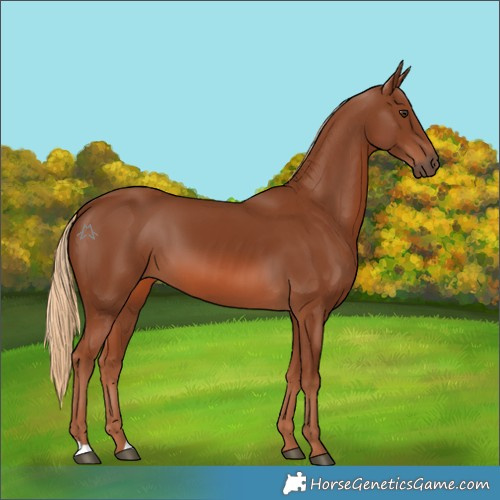 Horse Color:Chestnut 