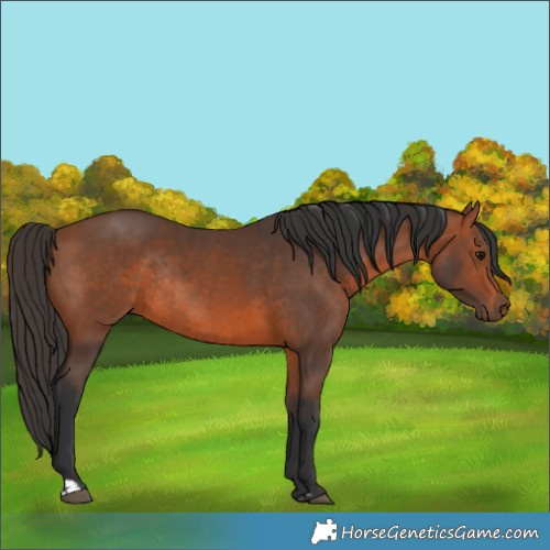 Horse Color:Bay Rabicano  and Bay Rabicano 