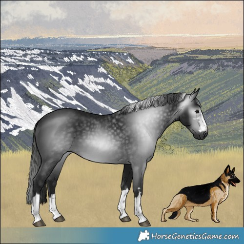 Horse Color:Gray Black