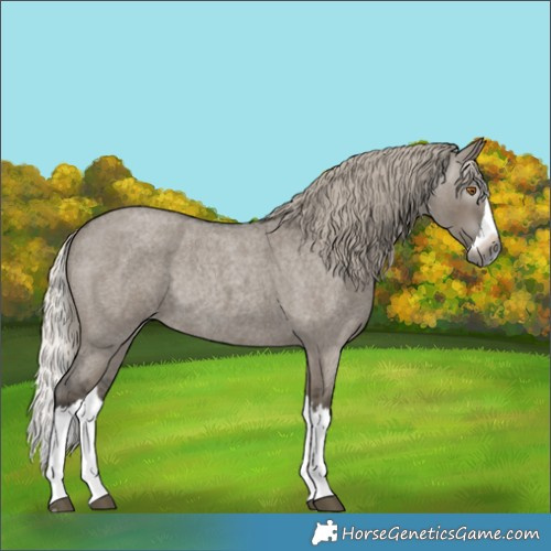 Horse Color:Gray Silver Smoky Grullo Roan Splash Rabicano