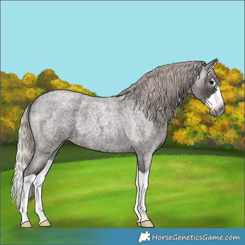 Horse Color:Gray Silver Blue Roan Splash