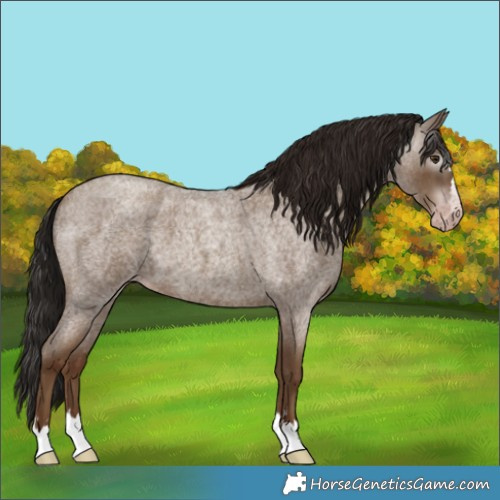 Horse Color:Gray Classic Champagne Roan