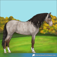 Horse Color:Gray Classic Champagne Roan