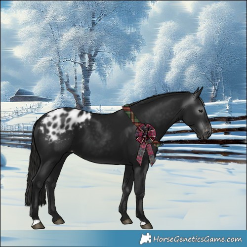 Horse Color:Gray Black Blanket 