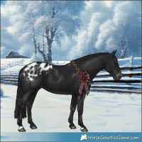 Horse Color:Gray Black Blanket 