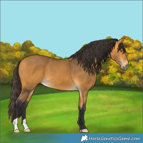 Horse Color:Buckskin