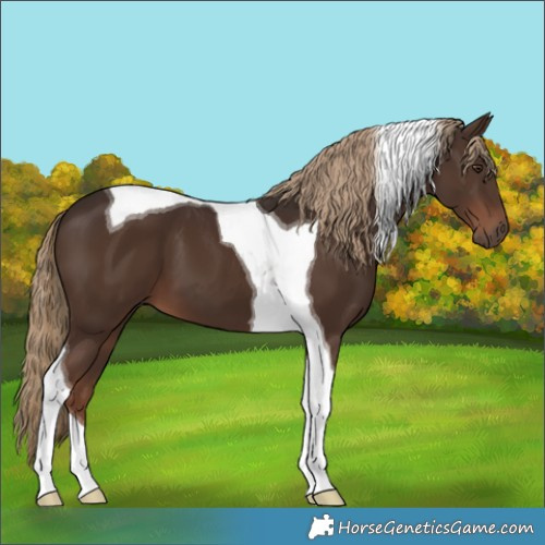 Horse Color:Liver Chestnut Tobiano