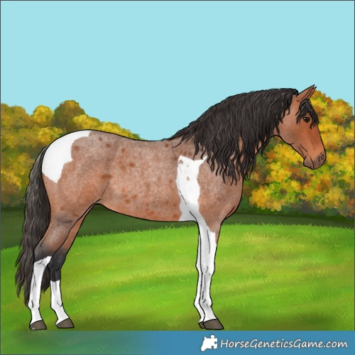 Horse Color:Bay Roan Tobiano