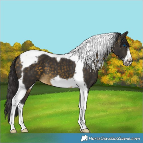 Horse Color:Buckskin Tobiano Frame