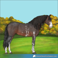 Horse Color:Brown Sabino 