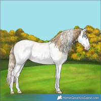 Horse Color:Buckskin Pearl Dun Sabino Splash 