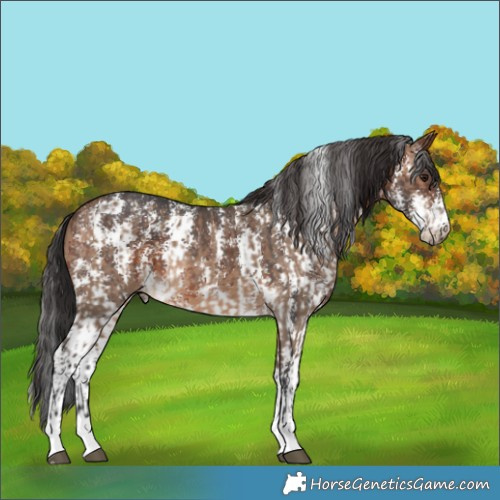 Horse Color:Brown Dun  and Brown Sabino 