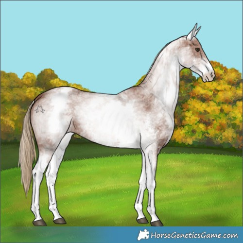 Horse Color:White Spotted Chestnut Sabino