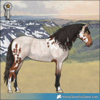 Horse Color:Chestnut Appaloosa  and Bay Roan Dun 