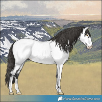 Horse Color:Grullo Near Fewspot 