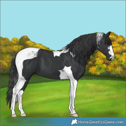 Horse Color:Black Tobiano