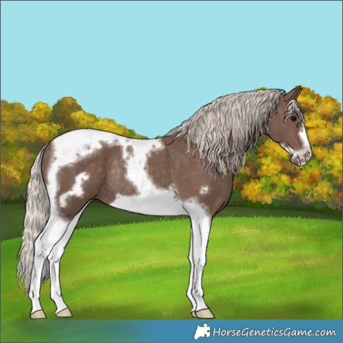 Horse Color:Silver Black Tobiano Frame Rabicano