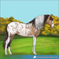 Horse Color:Bay Dun Tobiano Appaloosa