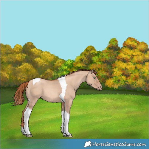 Horse Color:Gold Champagne Dun Tobiano 