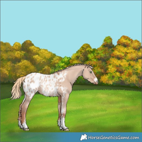 Horse Color:Gold Champagne Dun Sabino Appaloosa Rabicano 