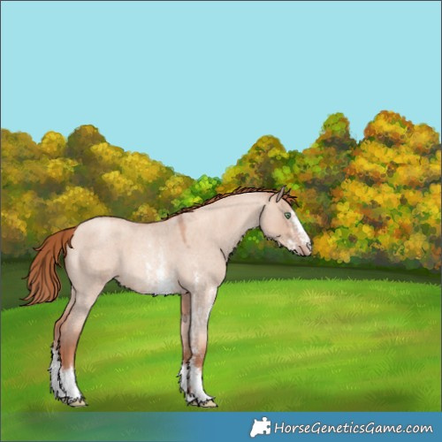 Horse Color:Gold Champagne Roan Dun Sabino 