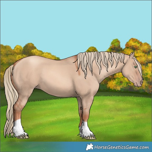 Horse Color:Gold Champagne Dun Tobiano 
