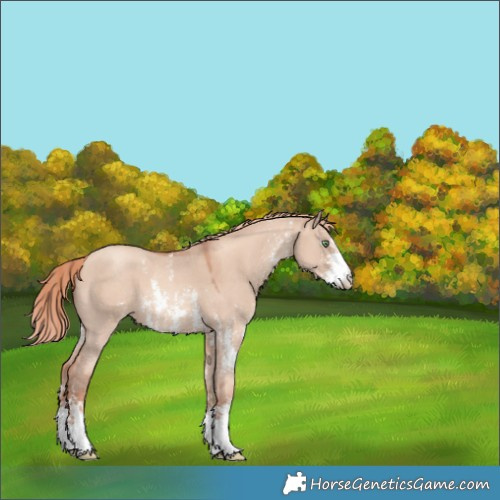 Horse Color:Gold Champagne Dun Sabino 