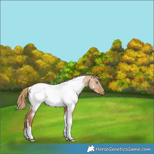 Horse Color:Gold Champagne Dun Tobiano Appaloosa 