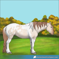Horse Color:Gold Champagne Dun Tobiano Blanket