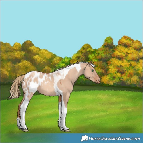 Horse Color:Gold Champagne Dun Tobiano Appaloosa