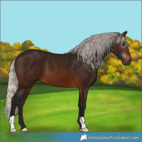 Horse Color:Gray Silver Brown 