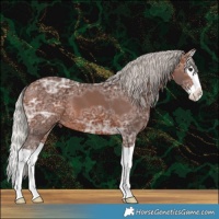 Horse Color:Silver Brown Ice Splash