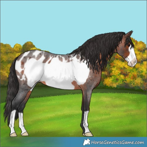 Horse Color:Brown Roan Frame Appaloosa