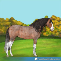 Horse Color:Bay Roan Splash 