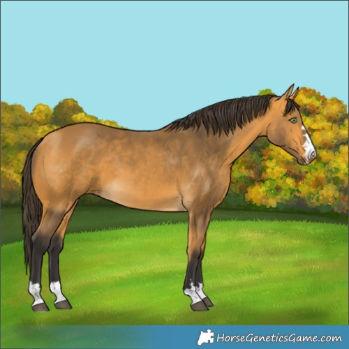 Horse Color:Buckskin 