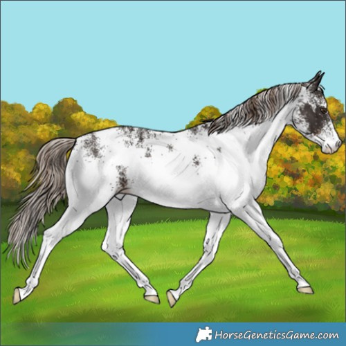 Horse Color:White Spotted Liver Chestnut 