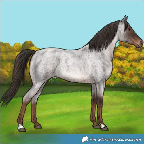 Horse Color:Liver Red Roan