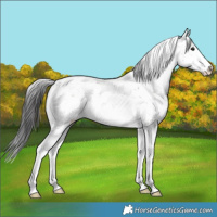 Horse Color:White Spotted Brown Dun Sabino