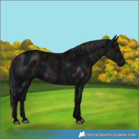 Horse Color:White Spotted Midnight Black 