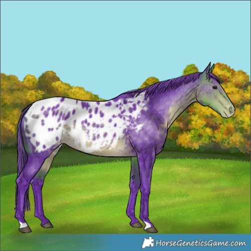 Horse Color:Watercolor Buckskin Appaloosa Rabicano 