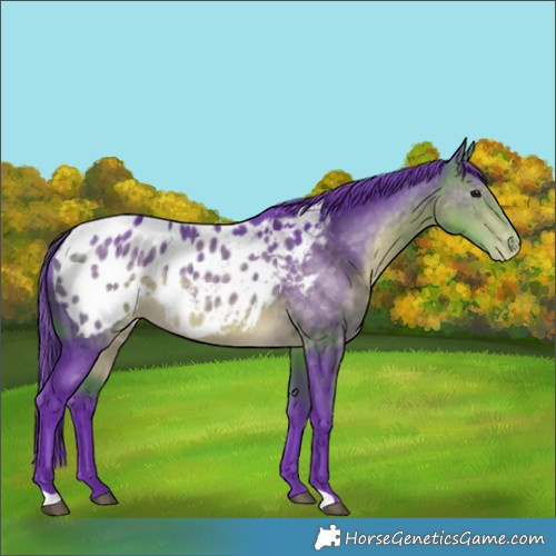 Horse Color:Watercolor Buckskin Appaloosa Rabicano 