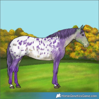 Horse Color:Watercolor Buckskin Appaloosa Rabicano