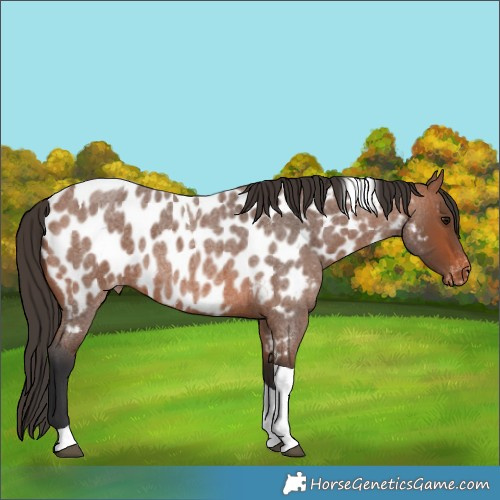 Horse Color:Bay Roan Tobiano Appaloosa 