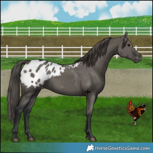Horse Color:Grullo Appaloosa 