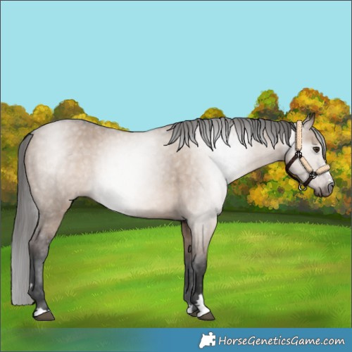 Horse Color:Gray Liver Red Dun Varnish 