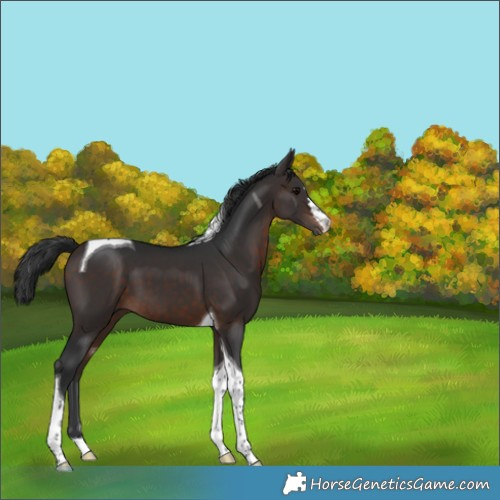 Horse Color:Brown Tobiano 