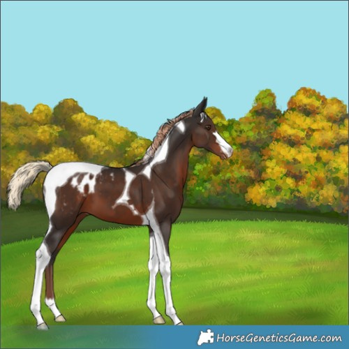 Horse Color:Liver Chestnut Tobiano Appaloosa