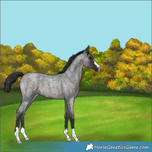 Horse Color:Brown Roan 