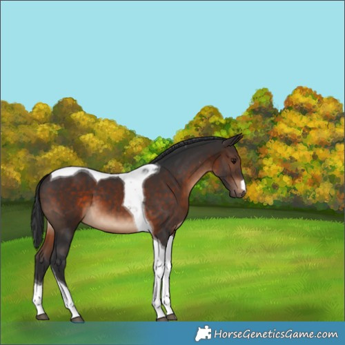 Horse Color:Brown Tobiano 
