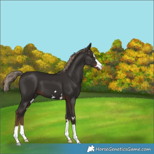 Horse Color:Liver Chestnut 
